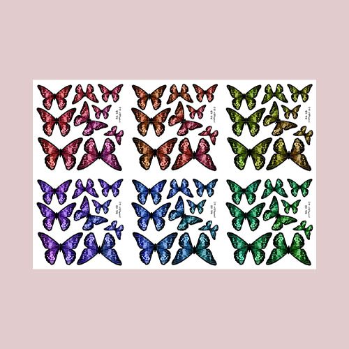 [9]무지개 나비